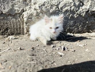 возьму котят: 2 айлык, Ургаачы, Ак, Лотокко барууга үйрөтүлгөн — 9