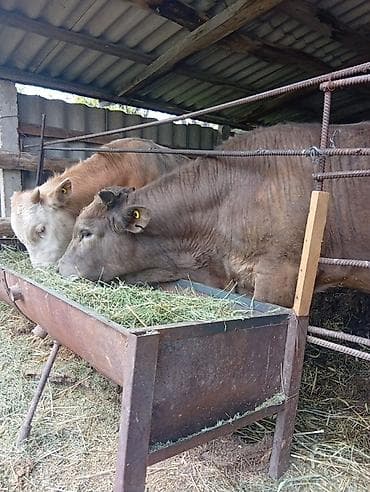 крысы белые: Кормушка для крупного рогатого скота (КРС) - Тип: напольная — 1