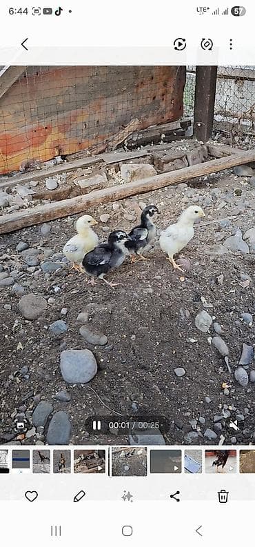 Продаю | Цыплята | Для разведения