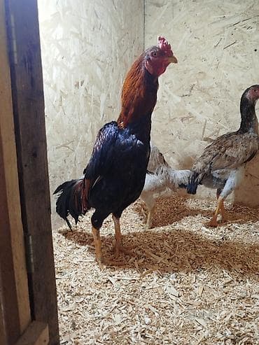 Үй жаныбарлары: Дакан Короздор сатылат 4 штук бар активный алмашу жолдору бар адрес — 7