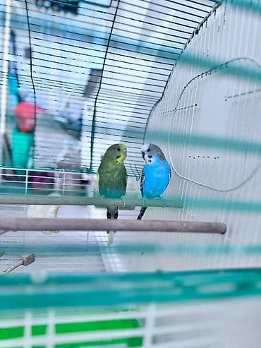 Пара волнистых попугаев с клеткой и аксессуарами. - Окрас птиц: один