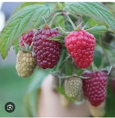 фрукты банан: Малина кочоттору сатылат. Польшадан заказ кылынган момосу чонаябай — 4