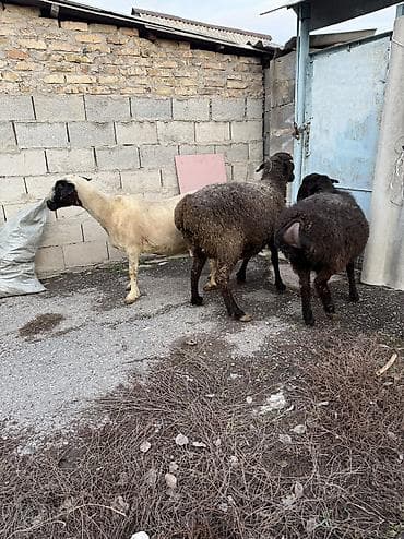 кунан сатам: Сатам | Ургаачы кой (ургаачы) | Көбөйтүү үчүн | Бооз, Ургаачы, Токту — 4