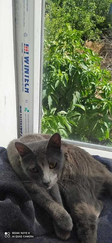 русская голубая кошка: Кошка даром: Русская голубая, Девочка — 1
