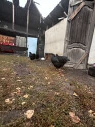 дом кошек: Продаю Куриц 
Порода Джерси гигант шестимесячные 
3 штуки 
Цена 900 — 8