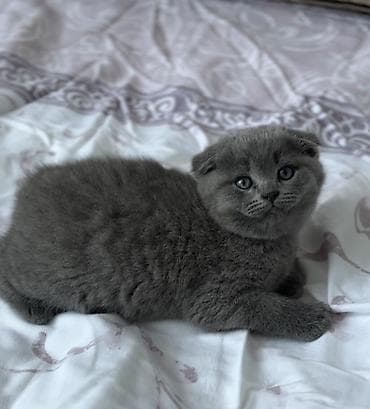 Скотиш Фолд (Шотландская вислоухая), 2 месяца, Девочка, Голубой, Приучена к лотку