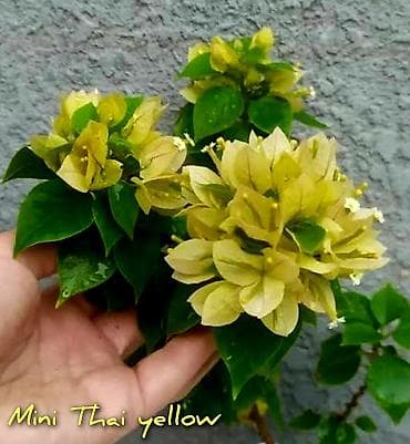 бугенвиля: Продаю детки (укорененные черенки) Бугенвиллии.Цена 200-300с за штуку — 2