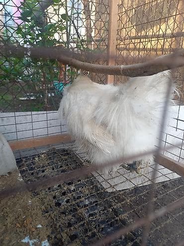 дикоративные куры: Продаю | Куры | Для разведения — 5