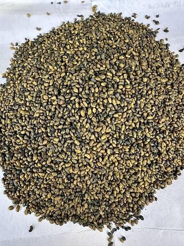 чеснок каракол: Семена: Люцерна элита 99% всхожесть, 100%чистый, высоко урожайный — 4