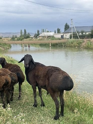 Продам с/х животных: Продаю | Баран (самец) | Гиссарская | Для разведения — 3