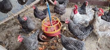 сколько стоит кошка породы мейн кун: Сатам | Тооктор | Гриз Бар | Көбөйтүү үчүн — 2
