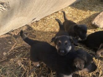 продажа щенков немецкой овчарки в бишкеке с документами: Овчарка, 1 месяц, Самка — 10