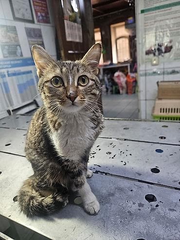 Мышыктар: Мышык бекер берилет: Породасыз, 8 айлык, Ургаачы, Бычылган, Лотокко барууга үйрөтүлгөн, Курттардан тазаланган — 4