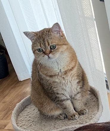 кошки на обувь: Кошка даром: Скотиш Страйт (Шотландская прямоухая), 3 года, Девочка, Кастрирована, Приучена к лотку — 2
