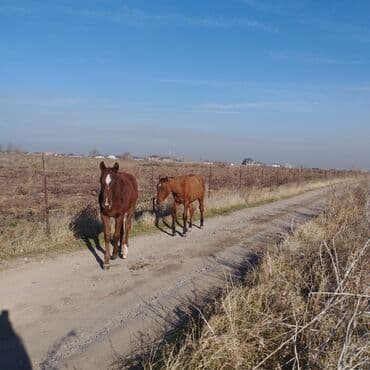 сельскохозяйственные животные продажа: Продаю | Жеребенок | Для разведения — 3