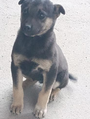 Аквариумдар: Щенок, короткошёрстный, окраса черный с подпалом (рыжевато-песочные — 2