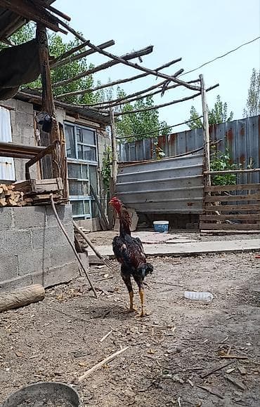 На продаже Петух породы дакан хороших кровей