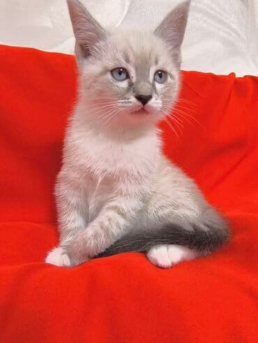 отдам в добрые руки: Сибирь, 1 айлык, Эркек, Лотокко барууга үйрөтүлгөн — 6