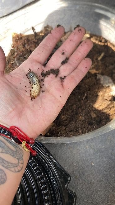 гриб медвежье ухо: Личинки бронзовки (Cetonia aurata) — для домашнего разведения и — 3