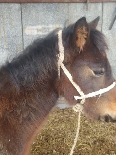 охотничий собак: Продаю | Жеребец | Кара Жорго | На забой | Осеменитель — 8