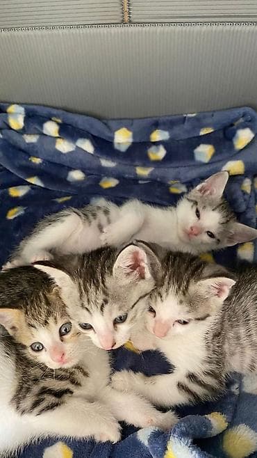 кошки шотландский: Котята, окрасы бело‑серебристый и табби Домашние котята отдадим в — 3