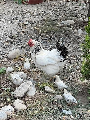 продаю птиц: Продаю | Куры, Петух, Цыплята — 6