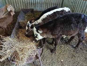 Животные: Продаю | Тёлка | На откорм — 4