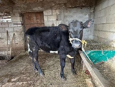 Услуги ветеринара: Продаю | Тёлка | На откорм | Привязанные — 7