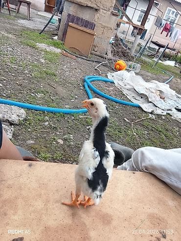 дакан цыпленок: Продаю | Цыплята | Бойцовая | Для разведения — 5