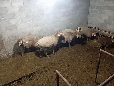 купить ягнят дорпер: Продаю | Овца (самка) | Для разведения | Матка — 3
