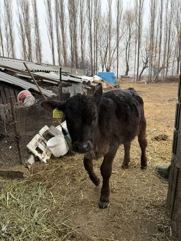 купить калифорнийского червя: Продаю | Музоо, торпок | На откорм | Искусственник — 1