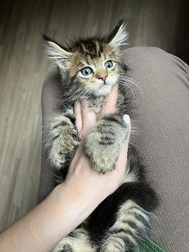 коты белый: Мейн-кун, 2 месяца, Девочка, Приучена к лотку, Проглистована, С документами — 5
