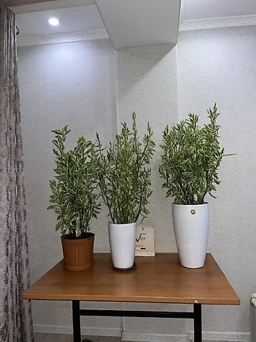 Комнатные растения: Пендилантус
1-2000с
2-2000с
3-2500с — 4