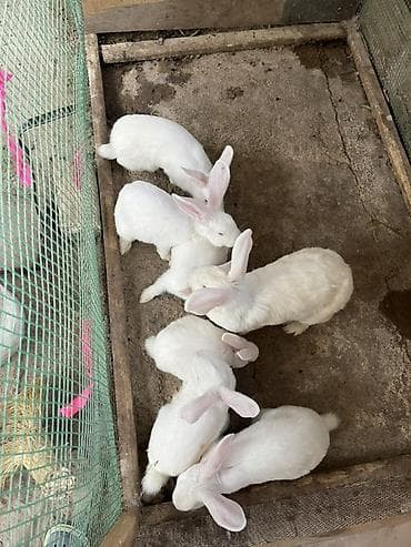 кошка маленкая: Продаю | Крольчата | Новозеландская, НЗК | Для разведения — 2