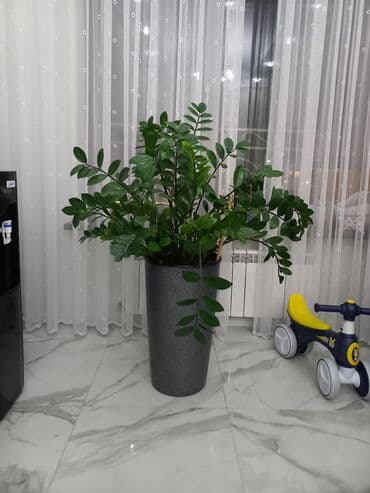 саженцы малины зюгана: Большой куст замиокулькоса — 2