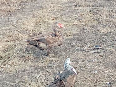 кролик декоративный: Мускусные утки (индоутки), стадо разновозрастное. - Окрасы — 7