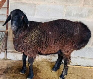 купить бычков оптом: Продаю | Овца (самка) | Для разведения — 1