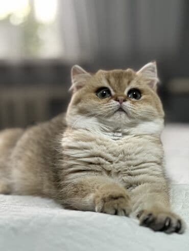 шотландский вислоухий котенок купить: Золотистый британский короткошерстный котенок с плюшевой шерстью и — 1