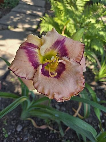 цветочница: Лилейник (Hemerocallis), садовая многолетняя форма. Описание: - — 2
