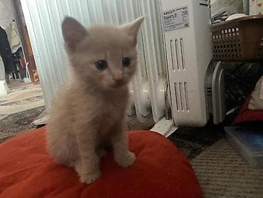 сиамские кошки котята: Милые домашние котята - Помёт из трёх малышей: два рыжих с белыми — 5
