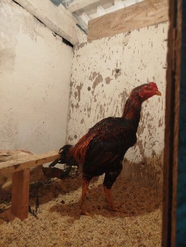 животные в добрые руки: Продоётся — 8