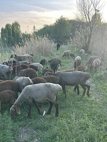 отдам голубей: Продаю | Овца (самка) | Полукровка | Для разведения | Матка — 1