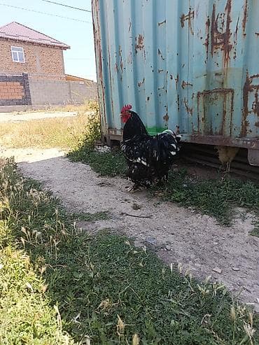 декоративный кур: Продаю | Петух | Брама | Для разведения — 5