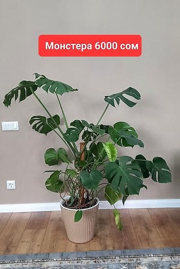 орхи: Комнатные растения в офис иди для больших домов. Все цены указаны на — 3