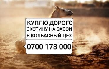 продажа домашних животных: Куплю | Коровы, быки, Лошади, кони | Круглосуточно, Любое состояние, Забитый — 1