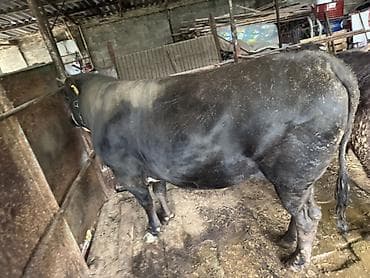 эрмен чоп: Сатам | Бука (эркек) | Бордоп семиртүү үчүн | Байланган — 3