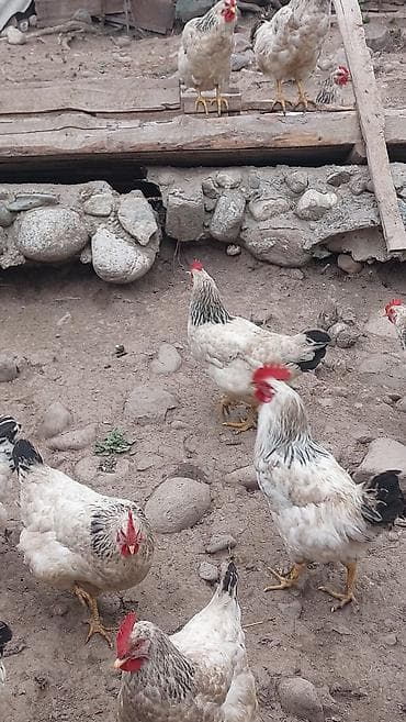 яйца инкубатор: Домашние куриные яйца Продам оплодотворённые яйца кур породы Адлер — 5