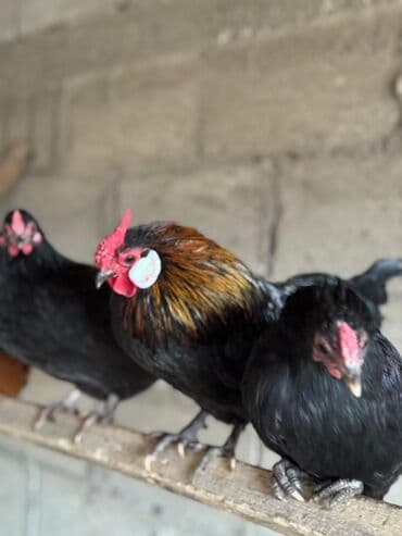 дом для куриц: Продаю | Куры, Петух | Для разведения — 8