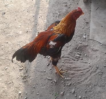 куры голошейка: Продаю | Петух | Бойцовая | Для разведения — 1