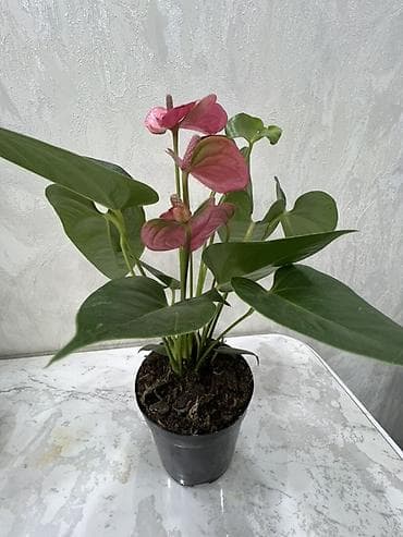 Антуриум в горшке (Anthurium andreanum) с розовыми соцветиями